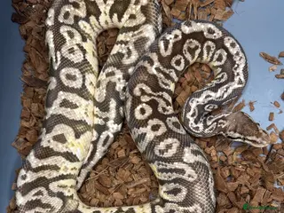 Python Snake reptiles Lemon Pastel Granite Hidden Gene Woma pos het Pied - Advert 1