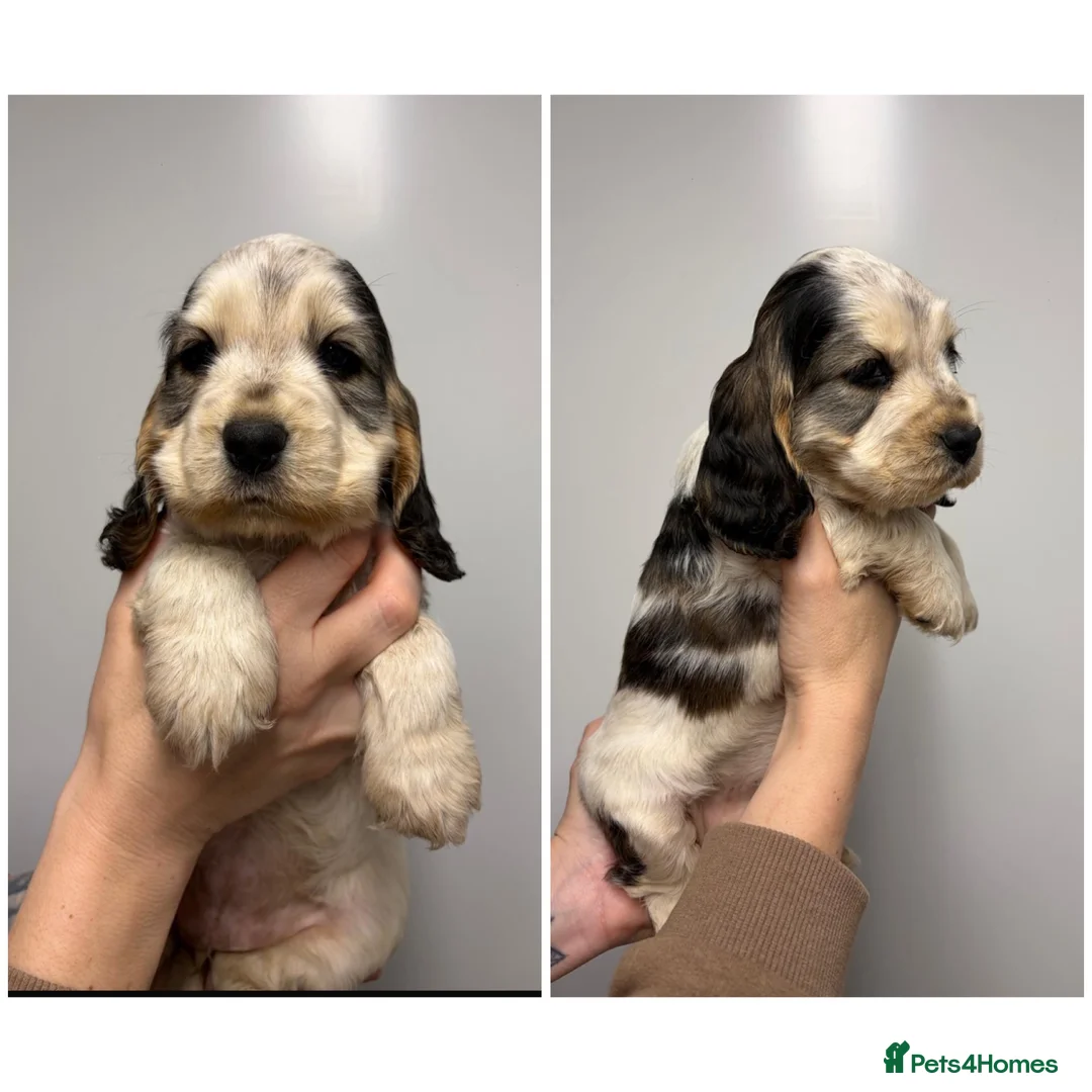 Cocker Spaniel dogs for sale: 🤎 LAST show cocker spaniel🤎 - Advert 1