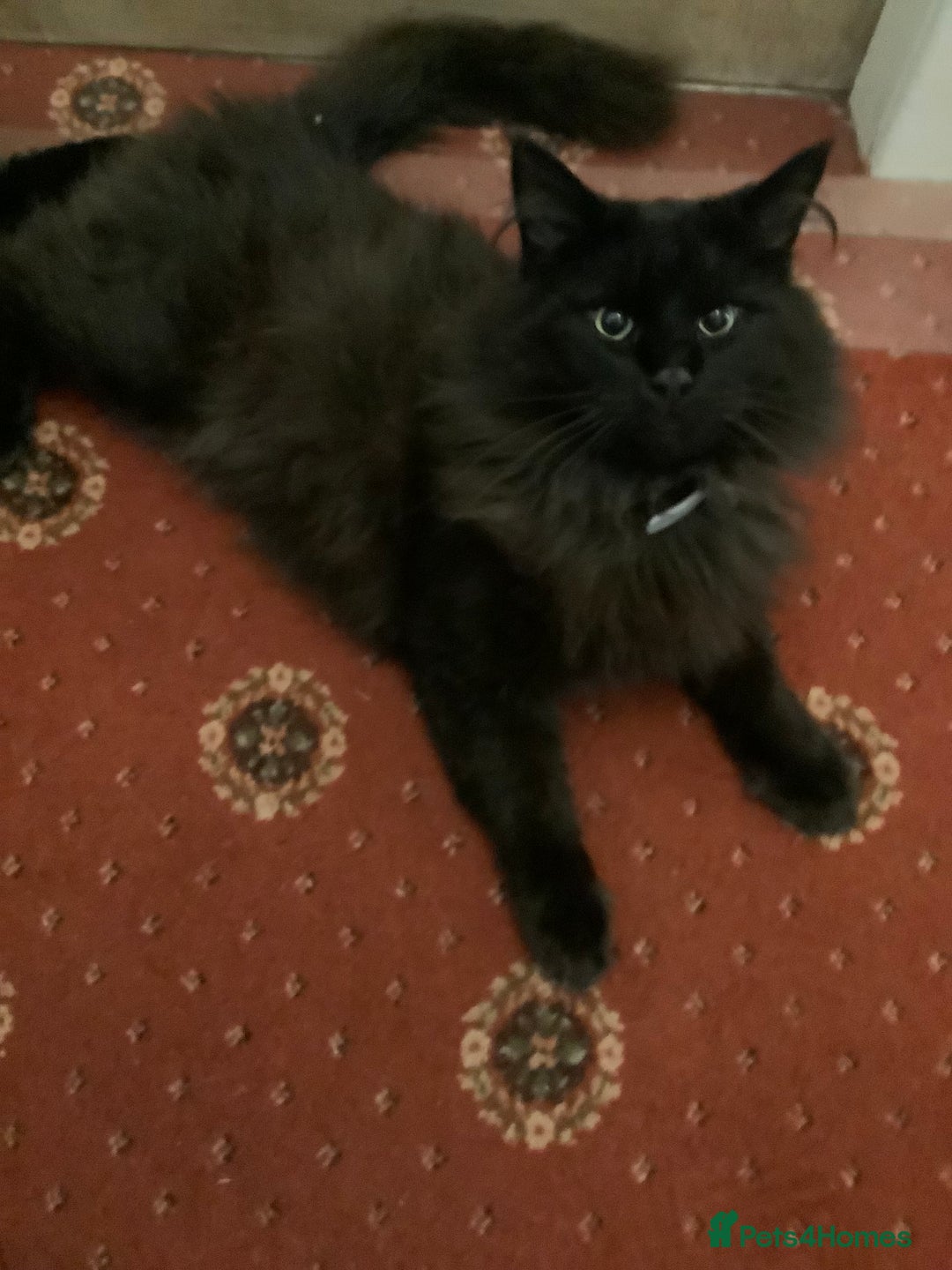 Norwegian Forest Cat cats for sale: Beautiful Pedigree Bencleuch Babies - Image 6