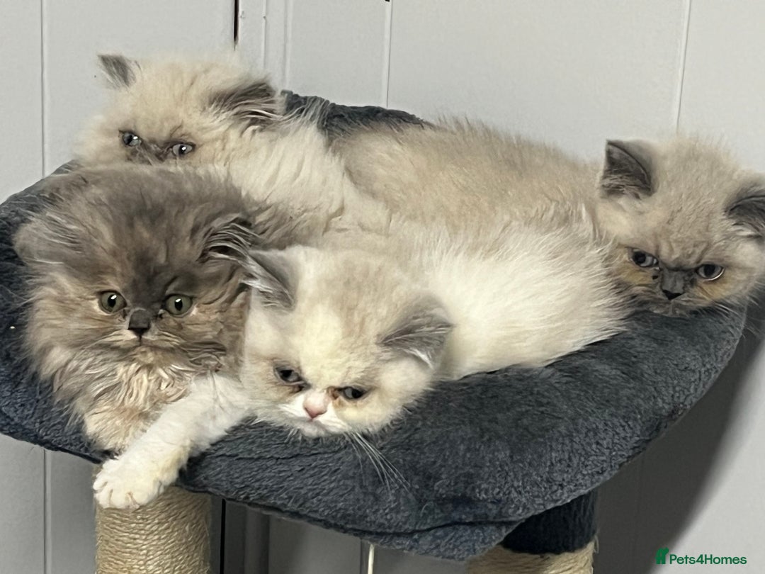 Exotic cats for sale: Stunning Exotic Kittens  - Advert 3