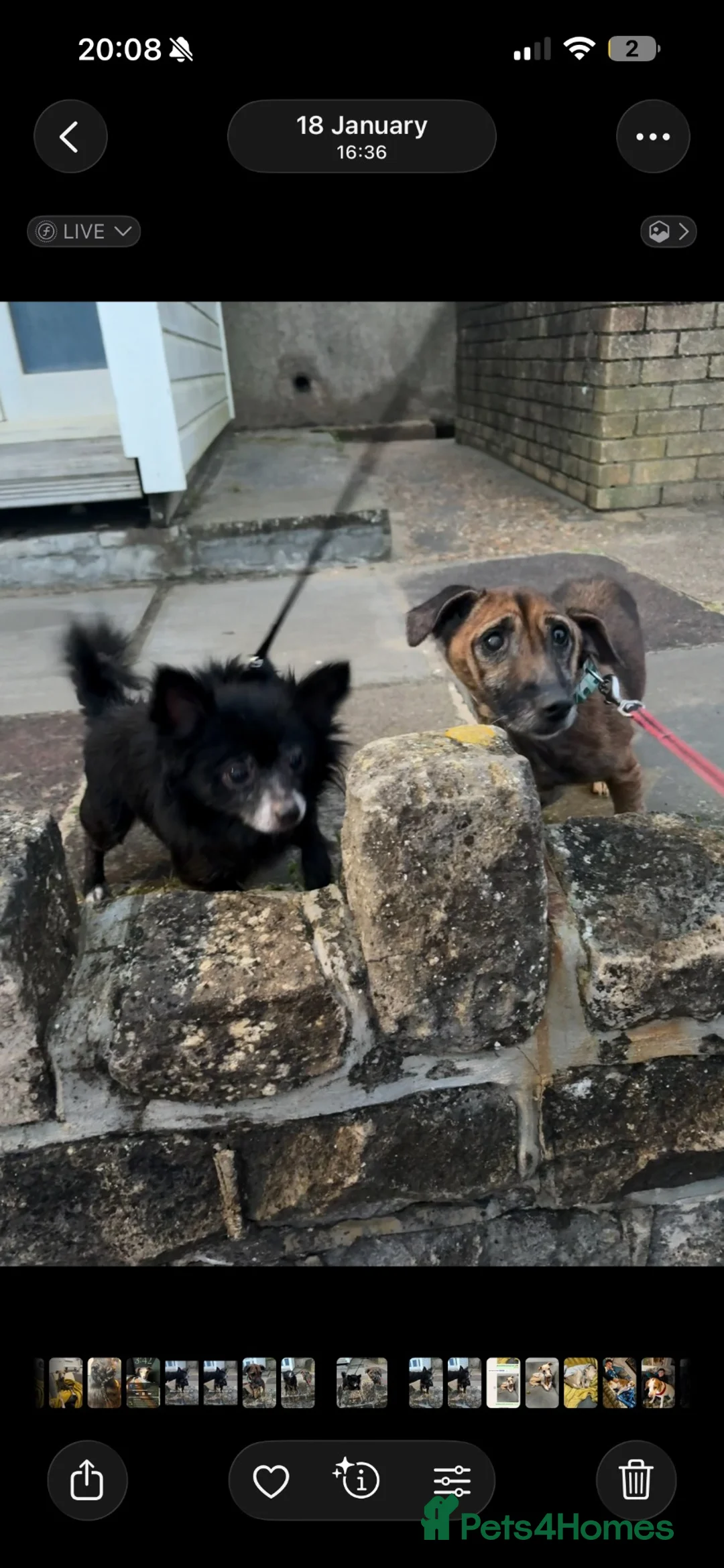 Jack Chi dogs for sale: Jac chi in Poole - Advert 2