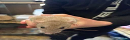 Rat rodents for sale: BEAUTIFUL BABY TAME RATS  - Advert 7