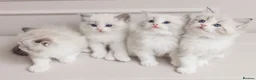 Ragdoll cats for sale: Best Ragdoll kittens - Advert 28
