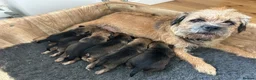 Border Terrier dogs for sale: 3 beautiful boys!  - Advert 7