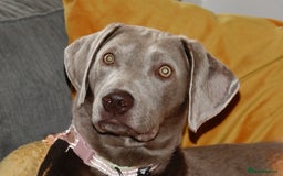 Labrador Retriever dogs for sale: Silver/Grey Labrador - Image 4