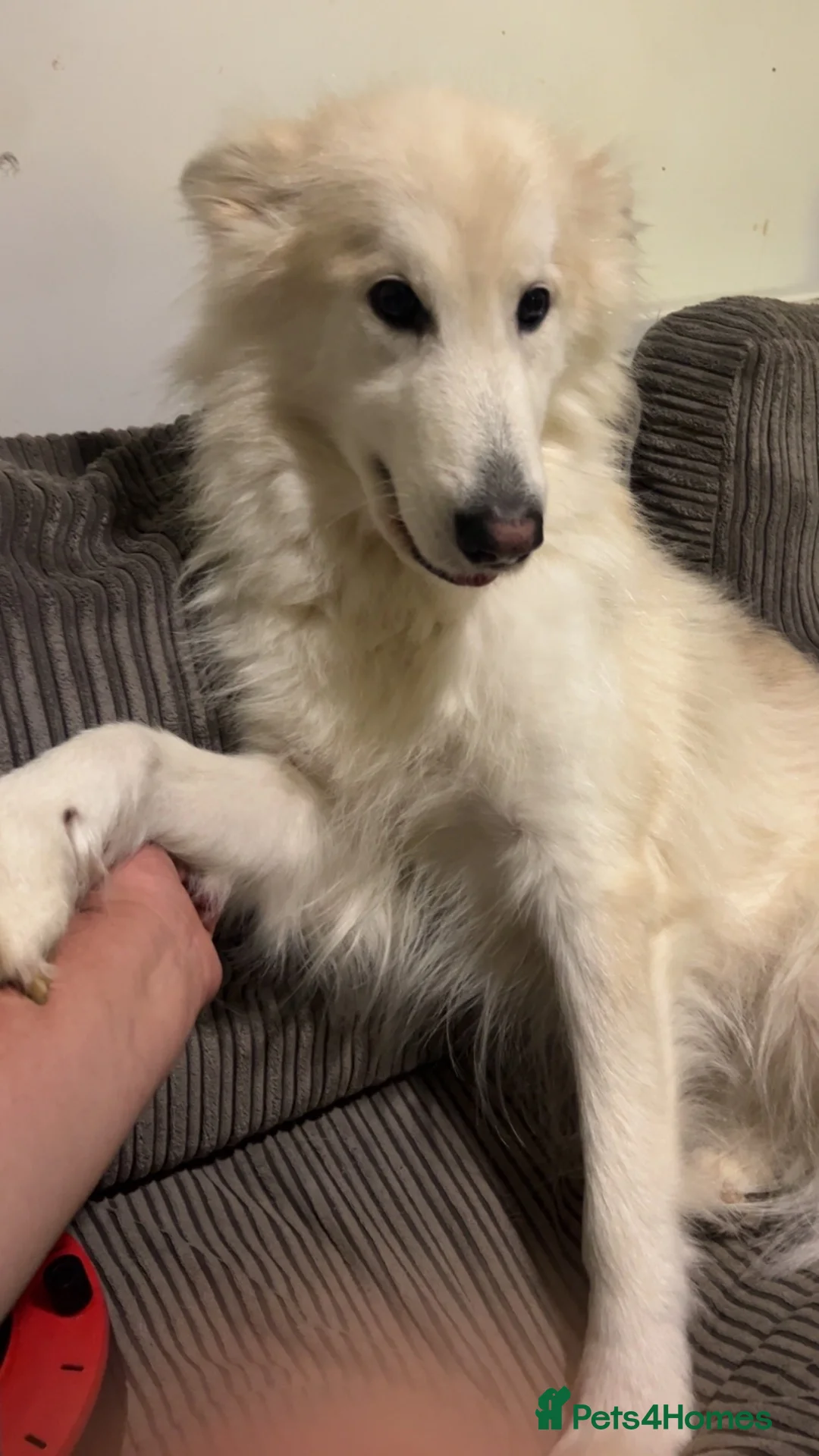 Mixed Breed dogs for sale: 7 year old German Shepard cross malamute  in Faringdon - Advert 2