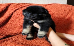 Eurasier dogs for sale: Eurasier Puppies KC Registered in Northampton - Image 24