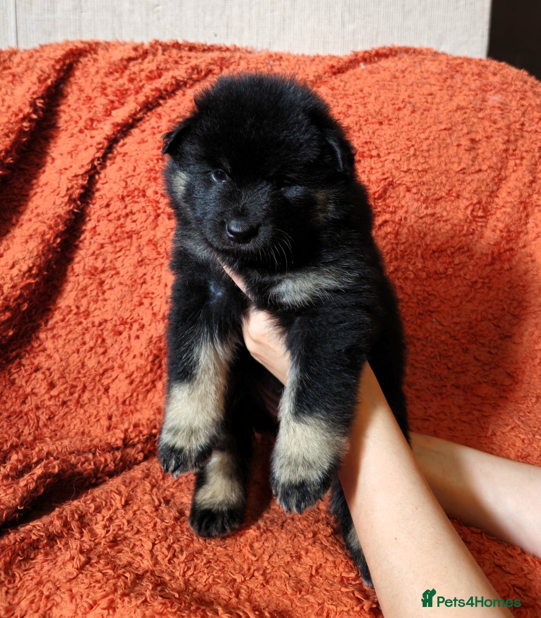 Eurasier dogs for sale: Eurasier Puppies KC Registered in Northampton - Image 24