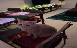 British Shorthair cats for sale: FREE - Pebbles the ginger cat (pebs) - Image 2