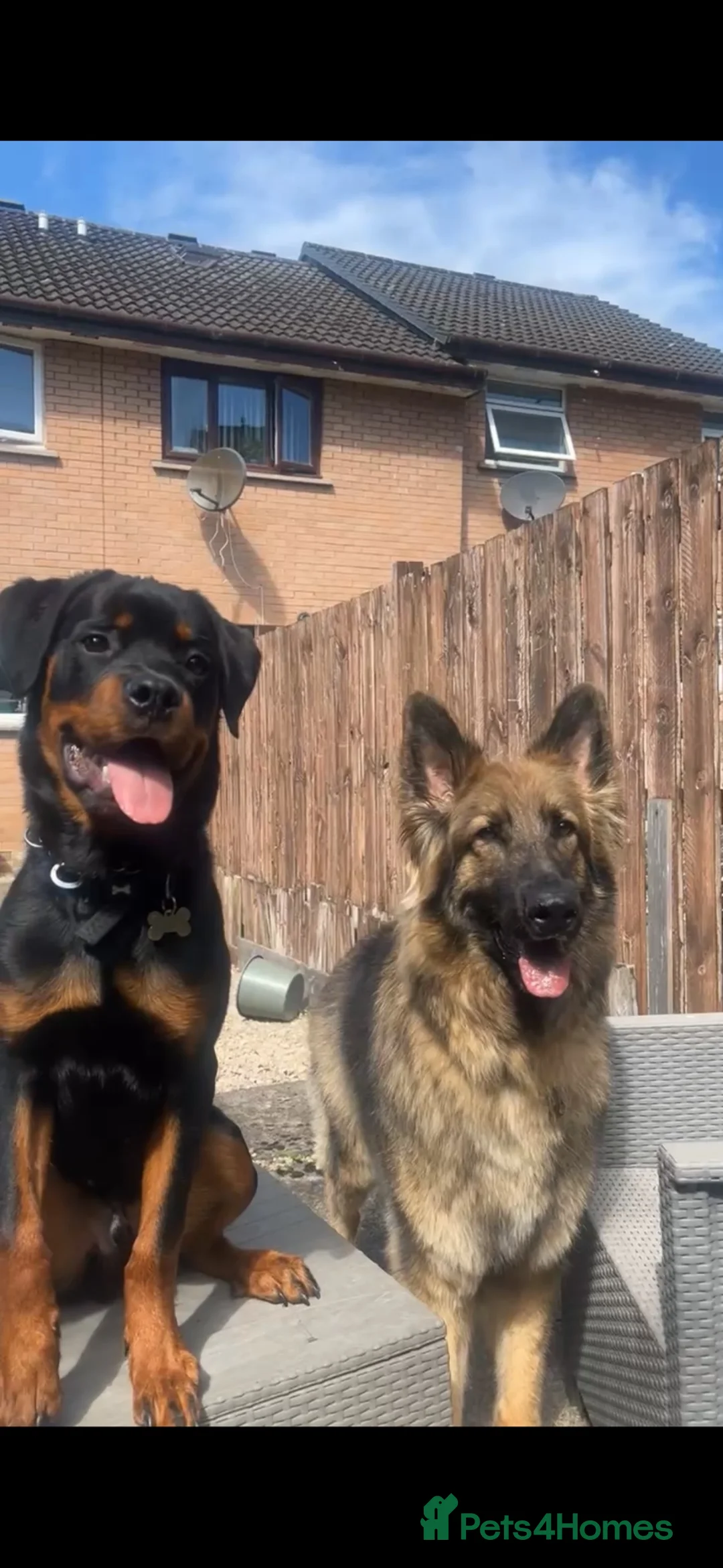 Rottweiler dogs for sale: Rottweiler for sale - Advert 2