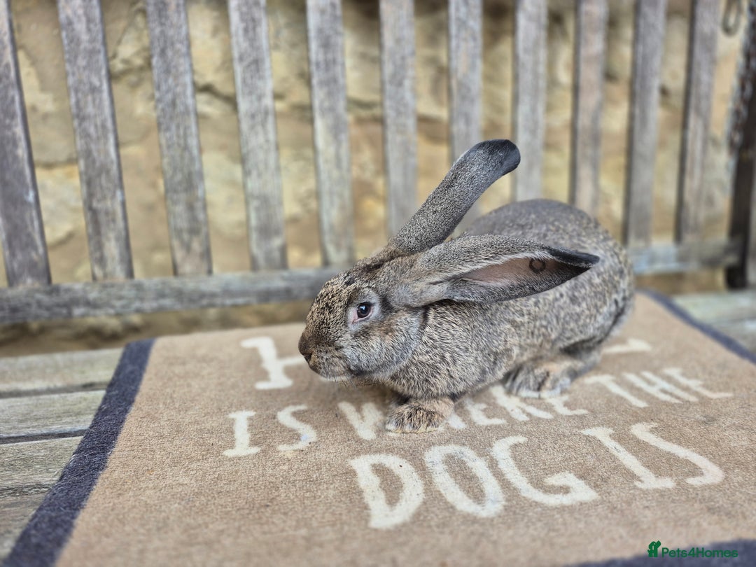 Continental Giant rabbits for sale: Pure Continental Giant Vaccinated  - Image 10