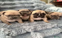 French Bulldog dogs for sale: 🌟 Adorable French Bulldog Puppies - Image 2