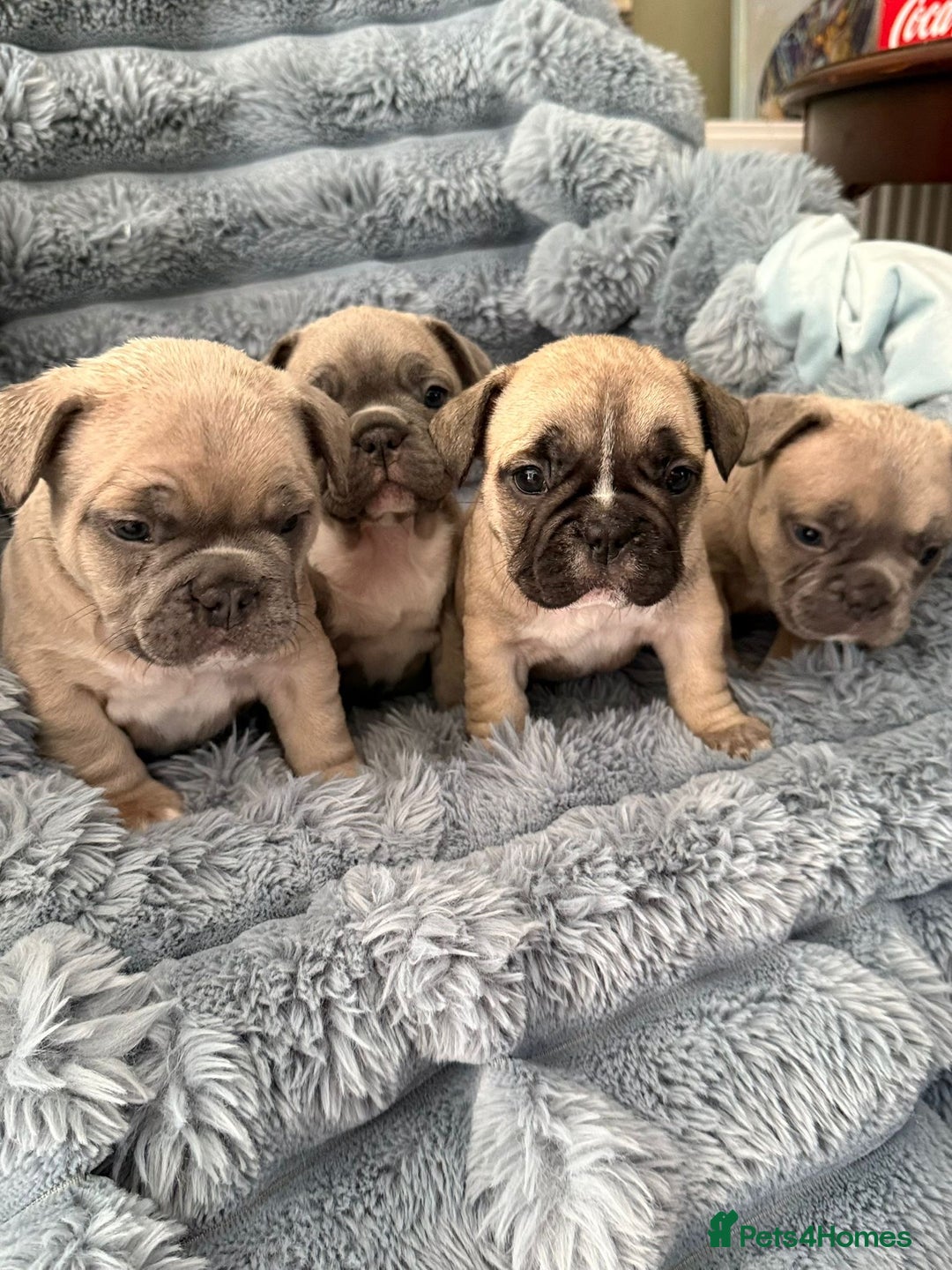 French Bulldog dogs for sale: 🌟 Adorable French Bulldog Puppies - Image 2
