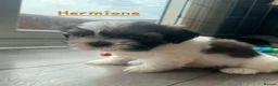 Shih Tzu dogs for sale: Beautiful shih Tzu puppies for sale  in Newport - Advert 5