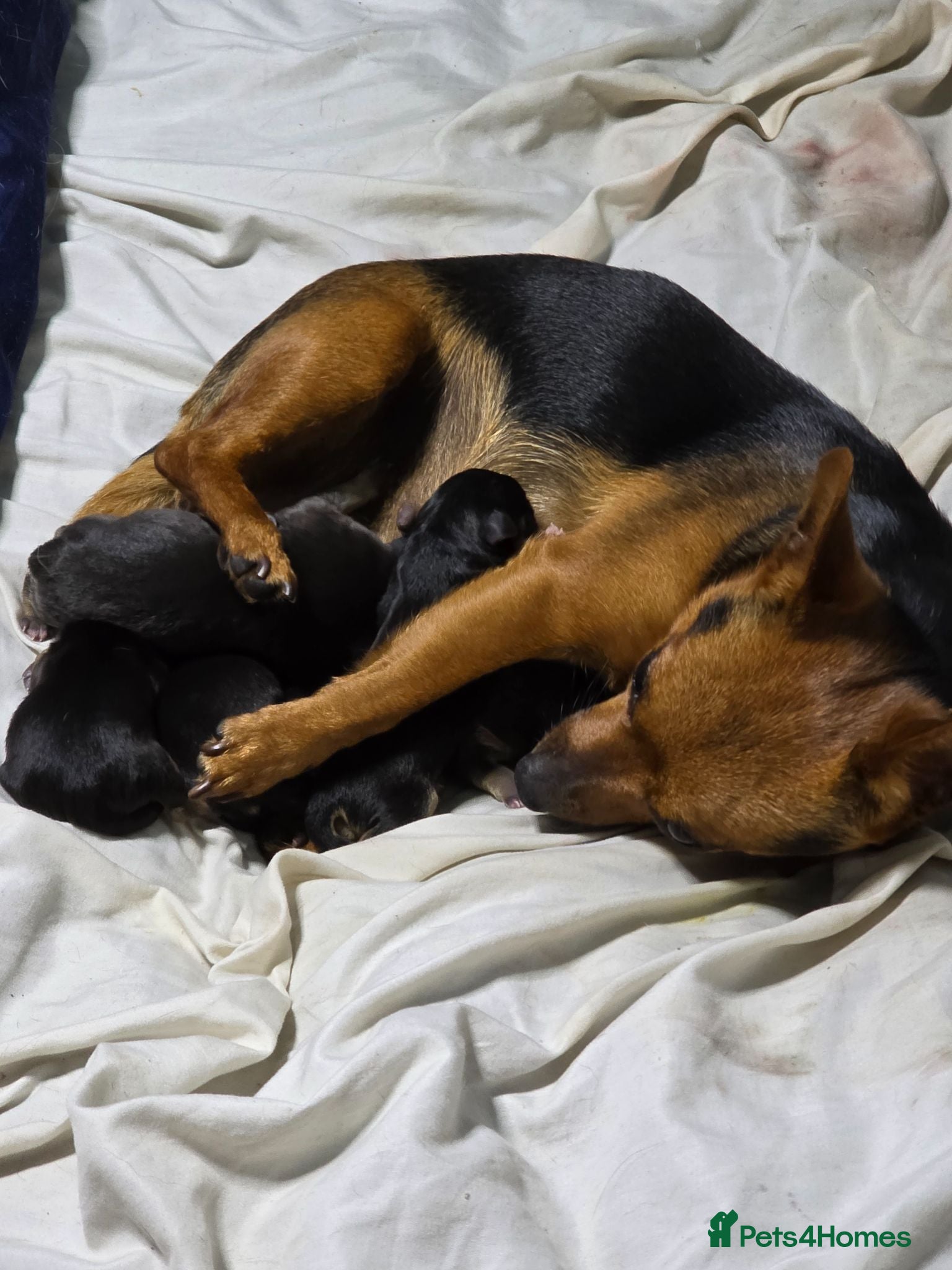Mixed Breed dogs Chorkie/Jacawawa - Advert 1