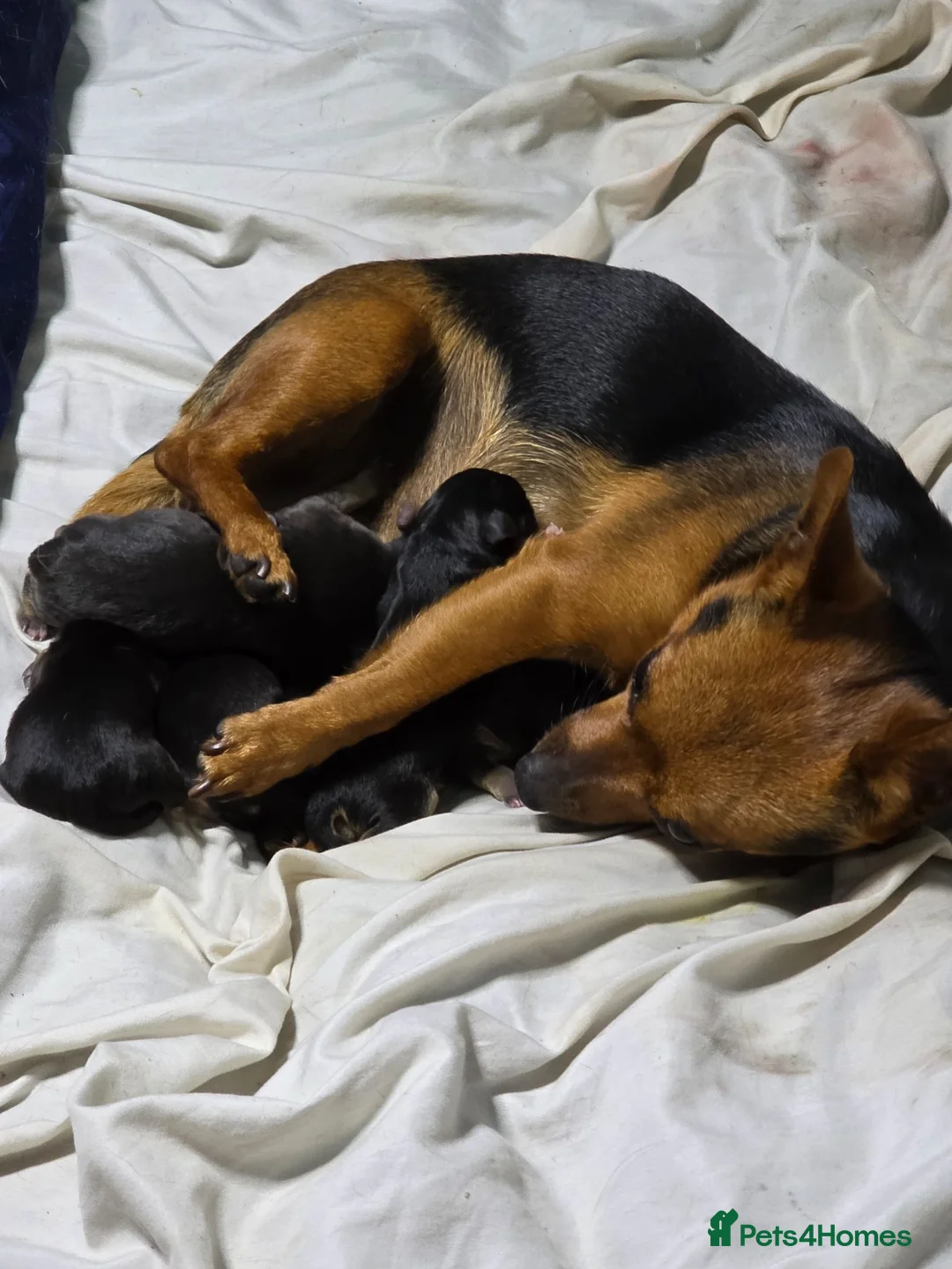 Mixed Breed dogs for sale: Chorkie/Jacawawa - Advert 1