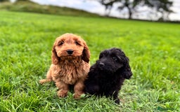 Cockapoo dogs for sale: Gorgeous quality health checked F1 Cockapoos  in Market Drayton - Image 14
