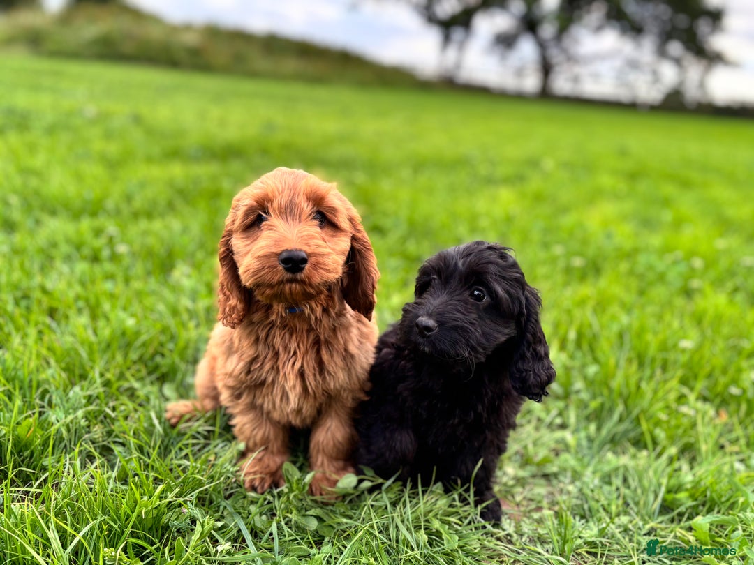 Cockapoo dogs for sale: Gorgeous quality health checked F1 Cockapoos  in Market Drayton - Image 14