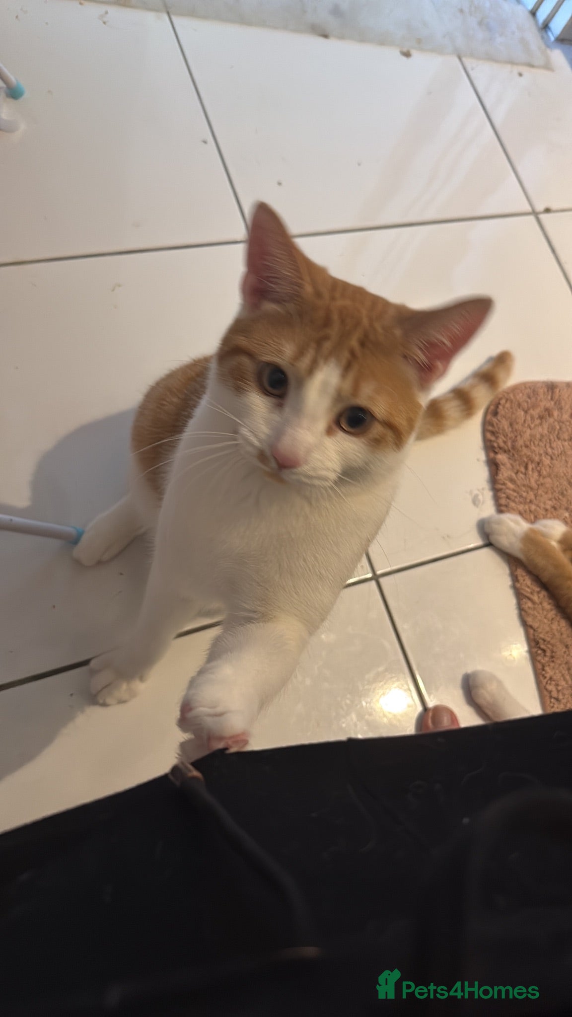 American Shorthair cats Lovely orange and white boy cats - Advert 1