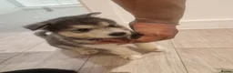 Mixed Breed dogs for sale: Malkita puppies akita x alaskan malamute  in London - Advert 17