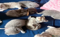 British Shorthair cats for sale: British Shorthair Champion Line kittens 🏆🥇😻 - Image 10