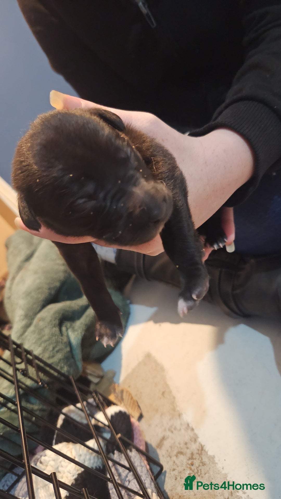 Whippet dogs for sale: 8 beautiful  brindle whippet  - Advert 6