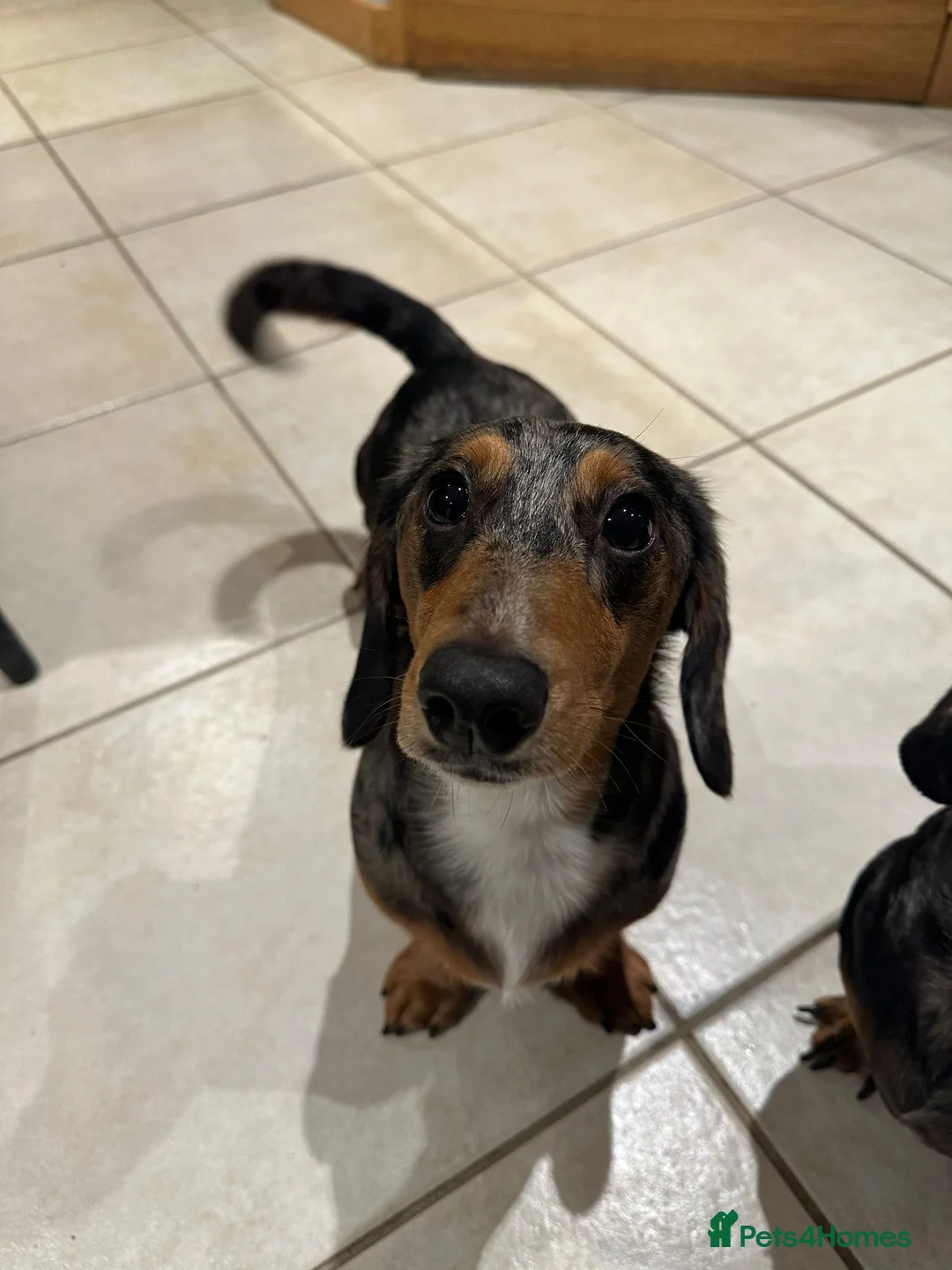 Dachshund dogs for sale: Two Male Dapple Sausage Dogs  - Advert 5