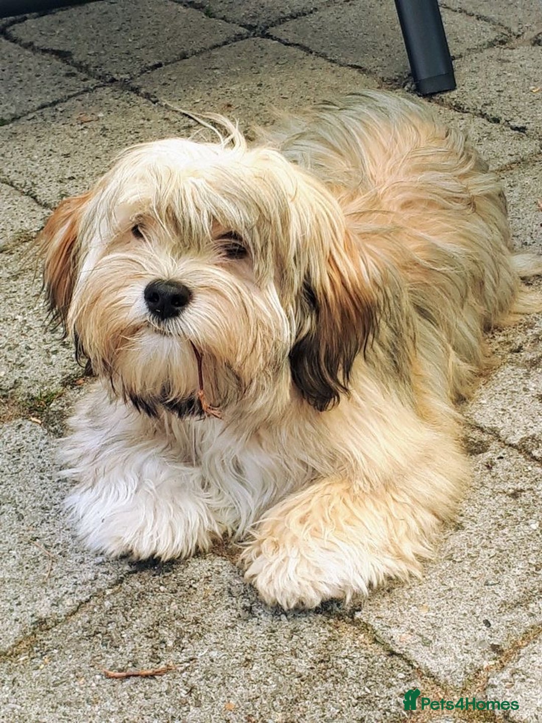 Bichon Frise dogs for sale: Bichon Havanais - Advert 4