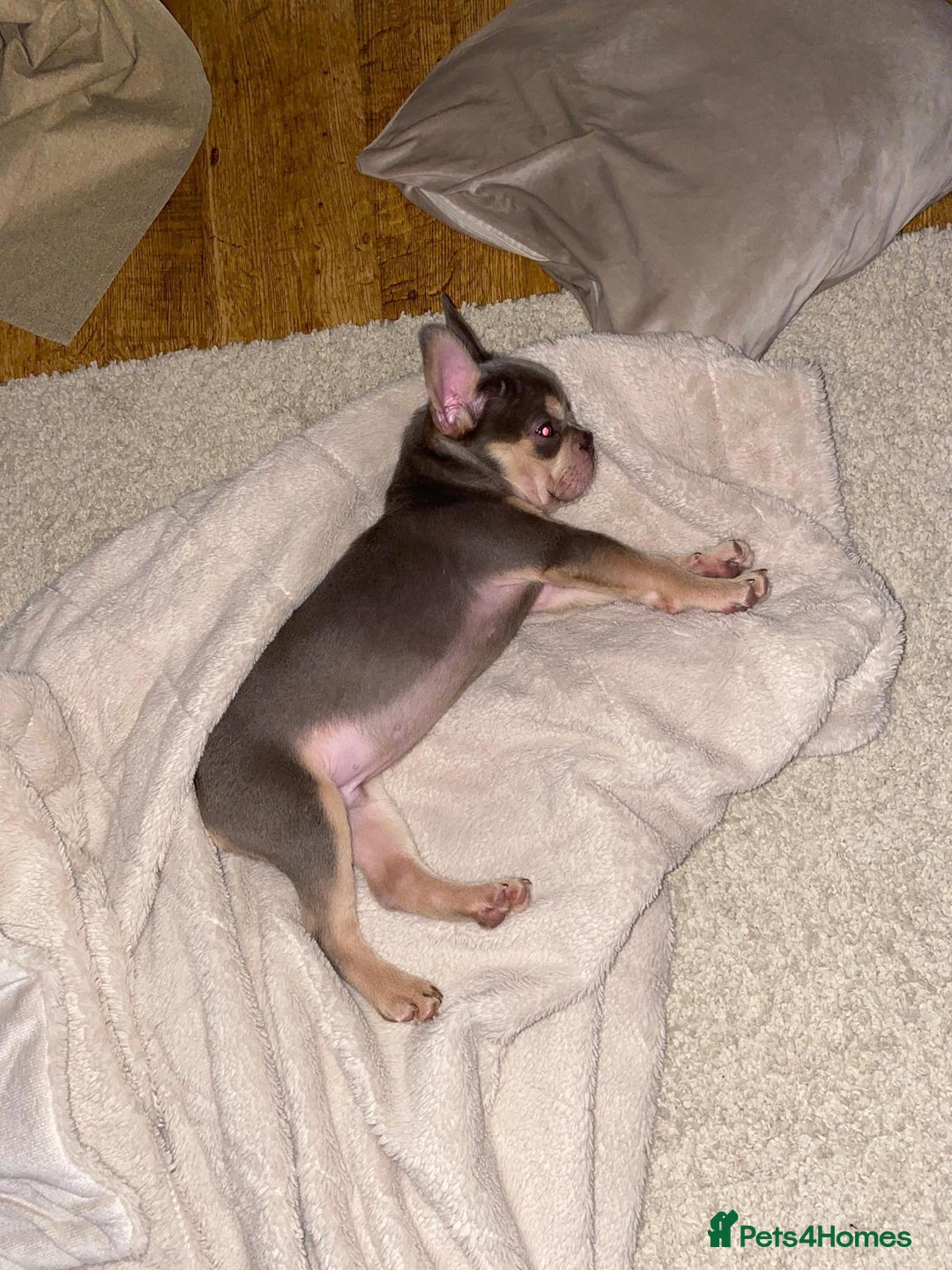 French Bulldog dogs for sale: Stunning boy looking for his forever home  - Advert 6