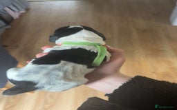 Sprocker dogs for sale:  sprocker spaniel pups for sale!  - Advert 12