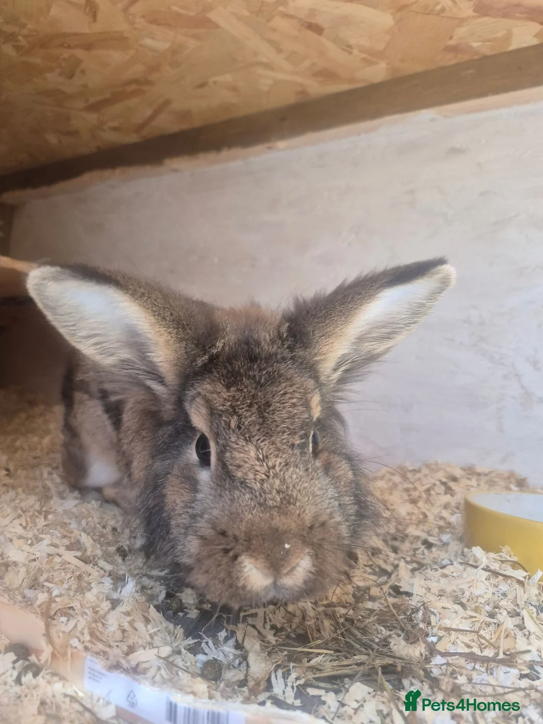 Lionhead rabbits for sale: Gorgeous boy for sale  - Advert 2