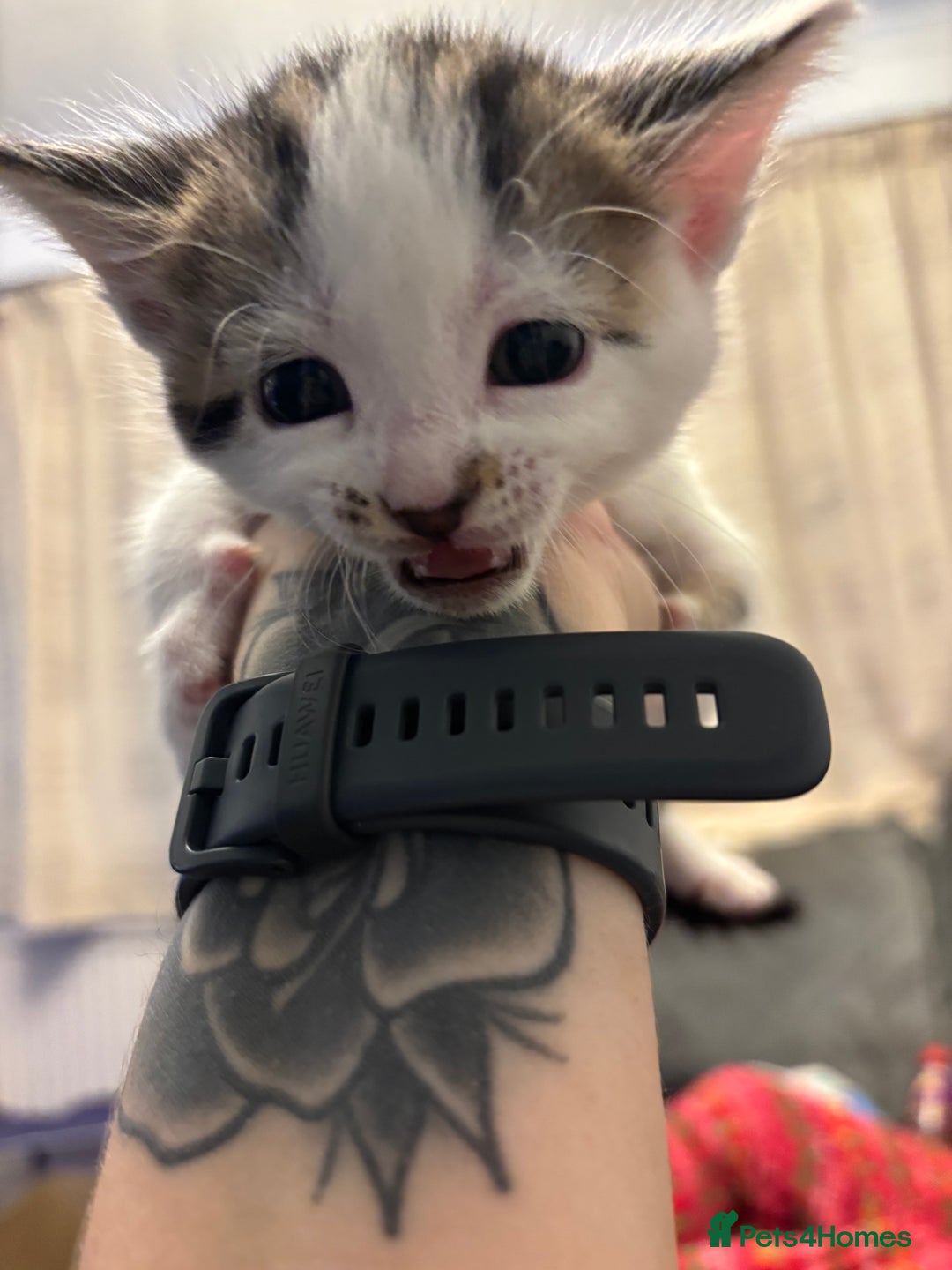 Mixed Breed cats for sale: Beautiful kittens ready for 5/11/28 - Image 13