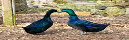 Ducks poultry for sale: 6 X Cayuga duck Hatching eggs  - Advert 1