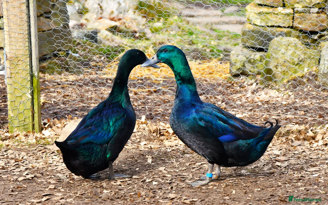 Ducks poultry for sale: 6 X Cayuga duck Hatching eggs  - Advert 1