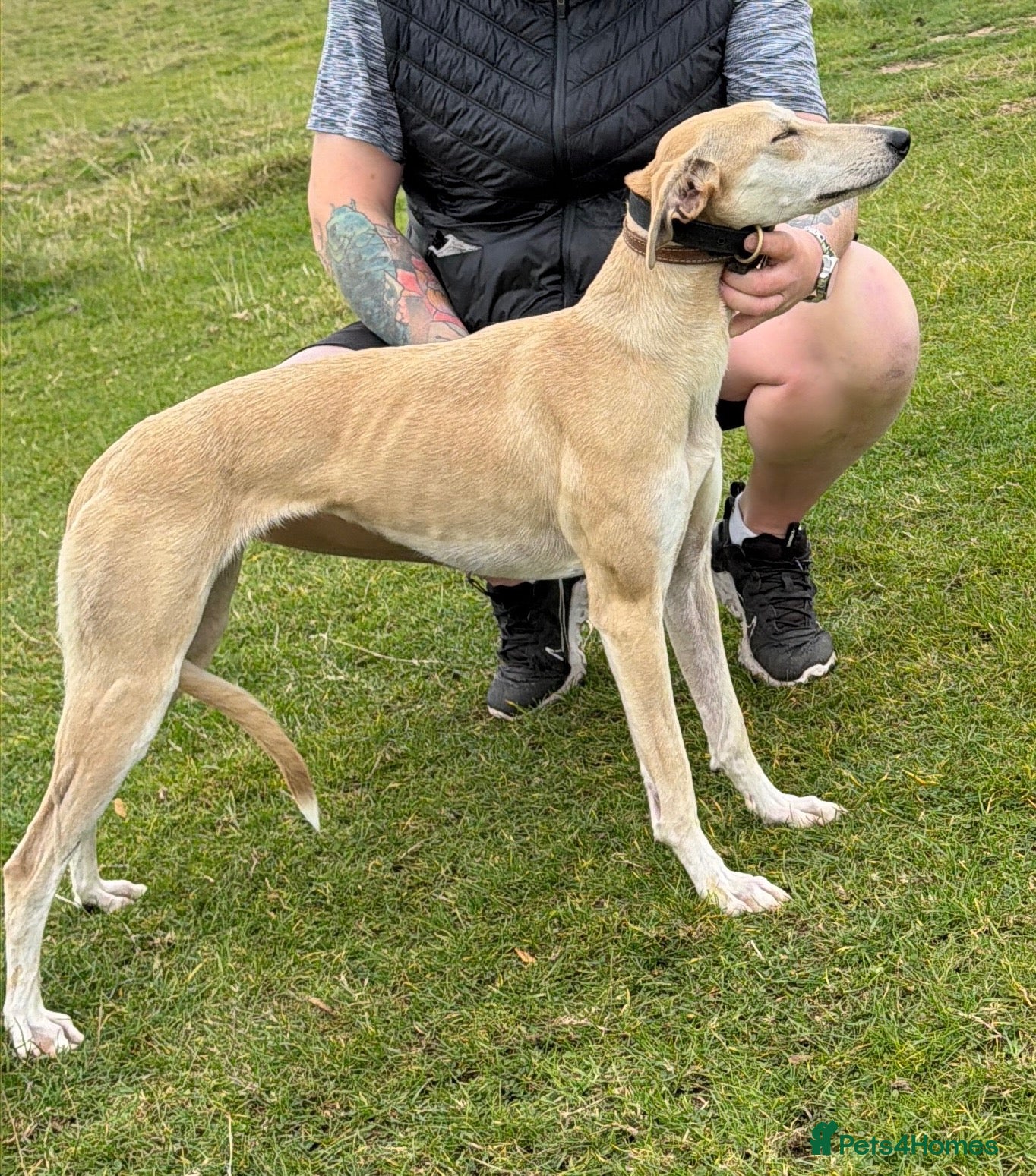 Lurcher dogs Top class bitch  - Advert 3