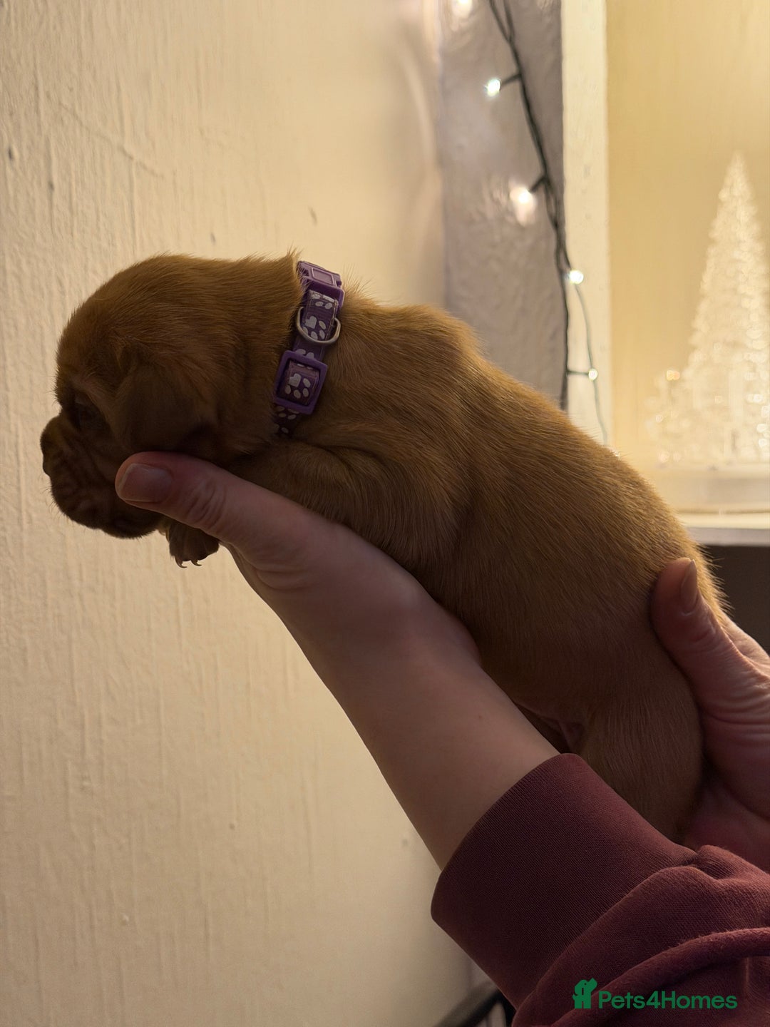 Dogue De Bordeaux dogs for sale: Beautiful Dogue De Bordeaux Puppies - Advert 14