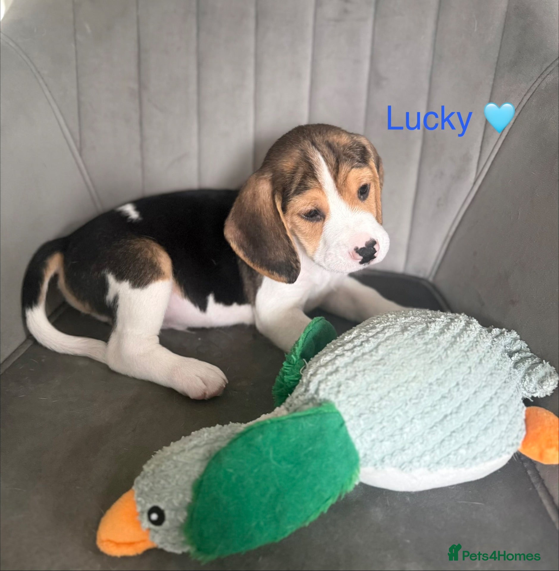Beagle dogs for sale: Beagle puppies 🐶🐾 - Advert 1