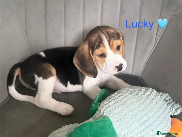 Beagle dogs for sale: Beagle puppies 🐶🐾 - Advert 1