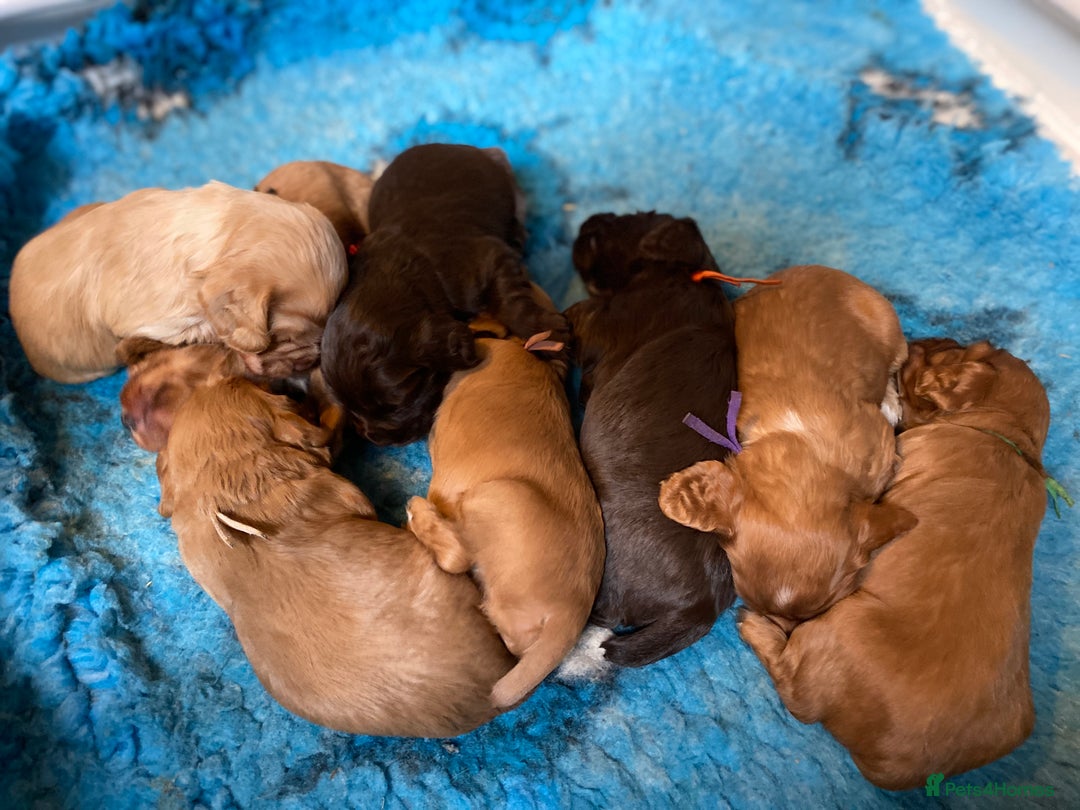 Cocker Spaniel dogs for sale: KC Working Cocker Spaniel Puppies  - Advert 9