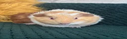 Guinea Pig rodents for sale: Two baby boars  in Emsworth - Advert 5