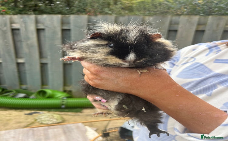 Guinea Pig rodents - Advert 1