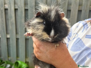 Guinea Pig rodents - Advert 8