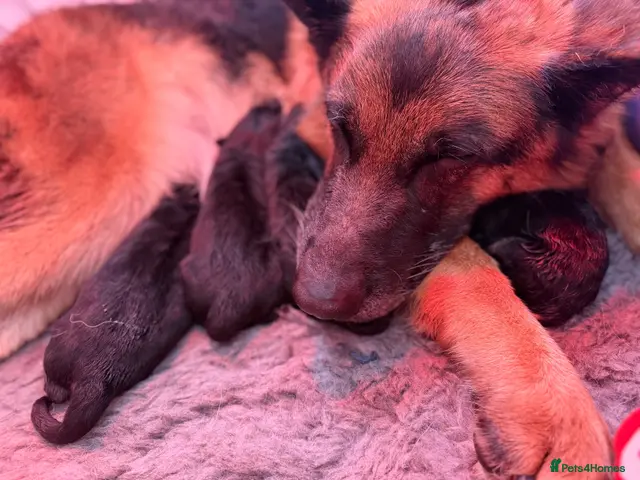 German Shepherd dogs for sale: German Shepherd puppies !! - Advert 1