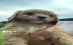 Cavapoo dogs for sale: Beautiful Cavapoo puppies  - Image 7