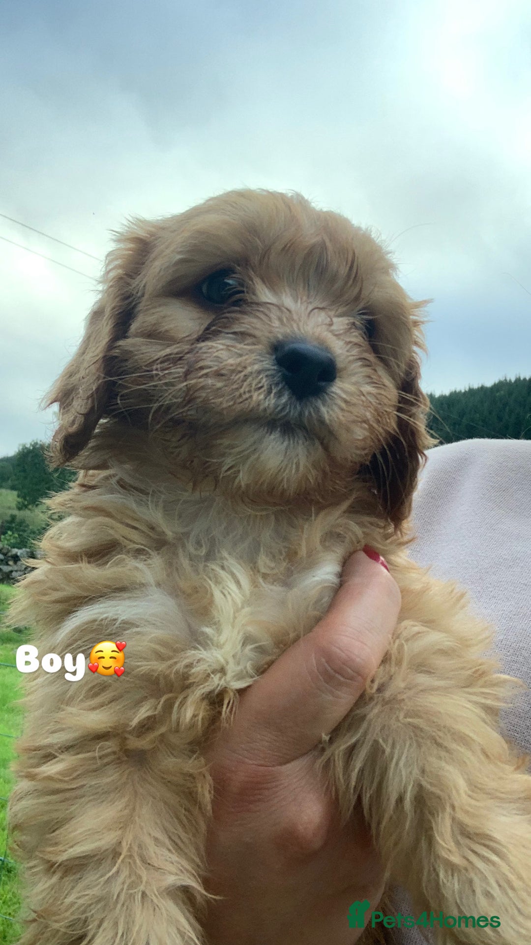 Cavapoo dogs for sale: Beautiful Cavapoo puppies  - Image 7