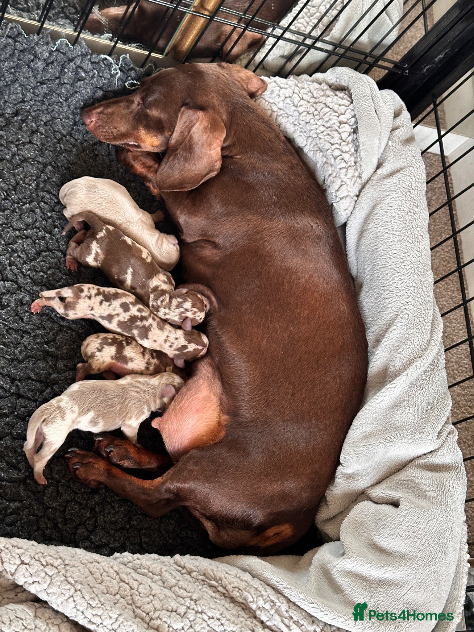 Miniature Dachshund dogs 🤍exceptional KC PRA clear🤍 - Advert 1