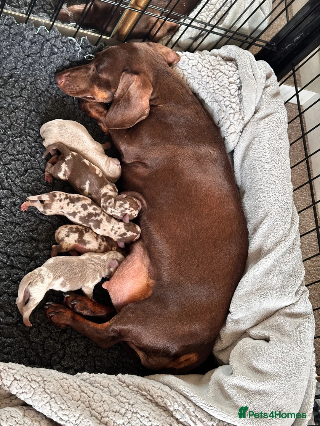 Miniature Dachshund dogs for sale: 🤍exceptional KC PRA clear🤍 - Advert 1