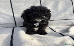 Cockapoo dogs for sale: 🐾STUNNING F1 COCKERPOOS 🐾health tested parents🐾 - Image 8
