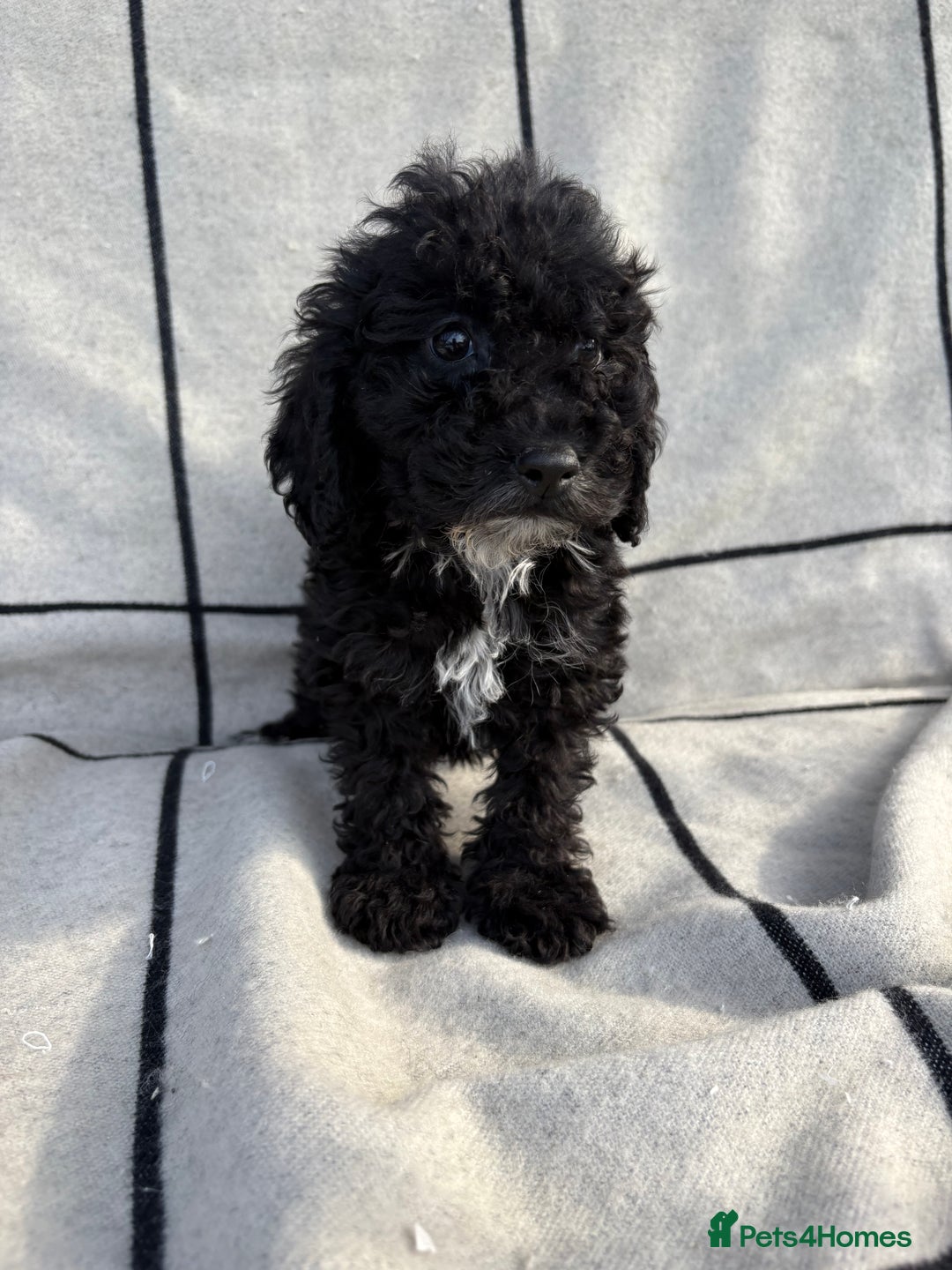 Cockapoo dogs for sale: 🐾STUNNING F1 COCKERPOOS 🐾health tested parents🐾 - Image 8