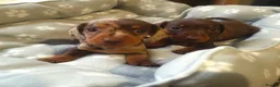 Miniature Dachshund dogs for sale: 🐶😍Miniature dachshund Puppies😍🐶 - Advert 9